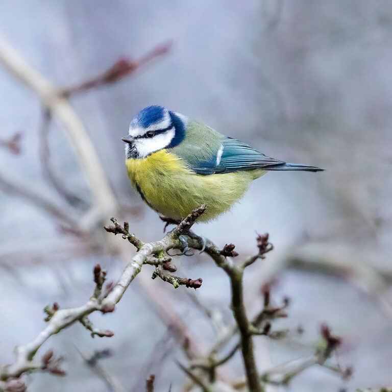 Eurasian Blue Tit, Townhill Loch, Fife, Scotland