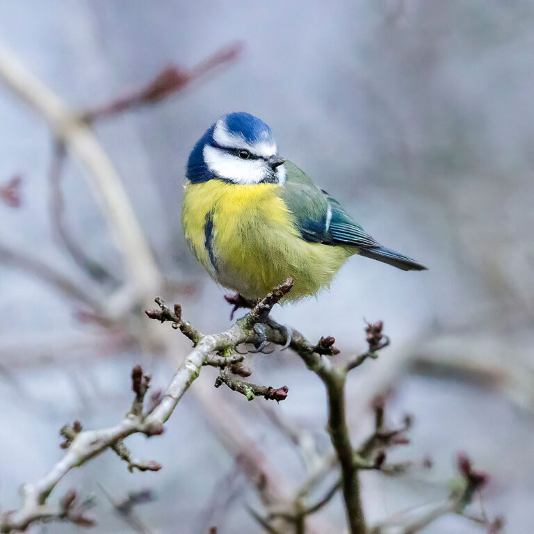 Eurasian Blue Tit, Townhill Loch, Fife, Scotland