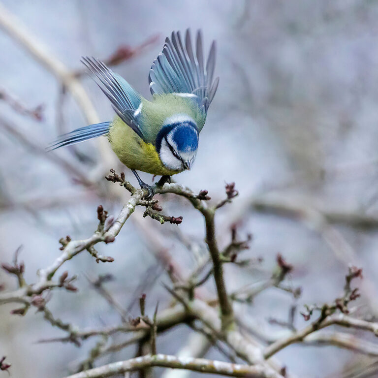 Eurasian Blue Tit, Townhill Loch, Fife, Scotland