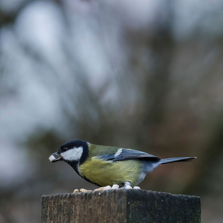 Eurasian Blue Tit, Townhill Loch, Fife, Scotland