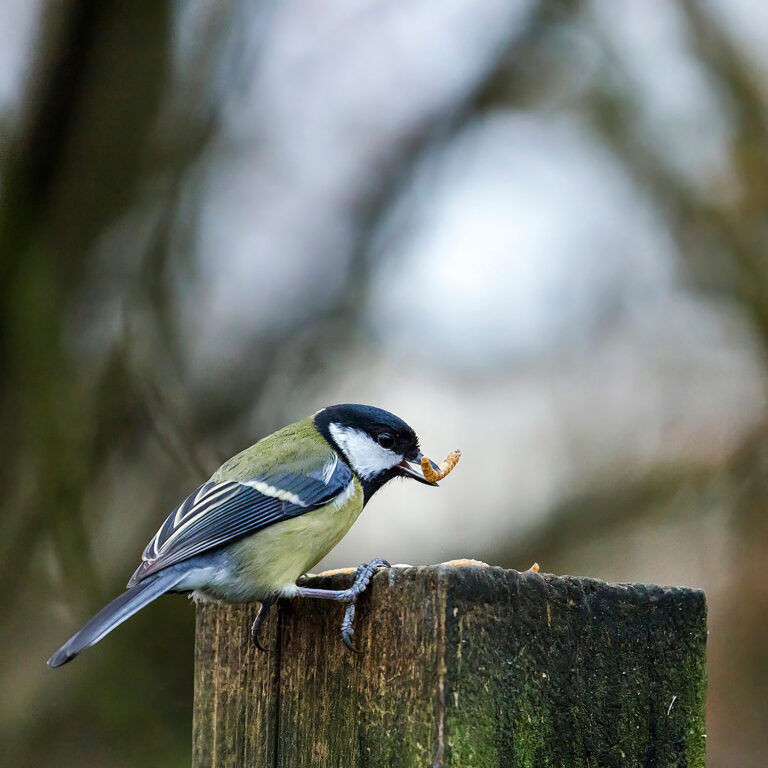 Eurasian Blue Tit, Townhill Loch, Fife, Scotland
