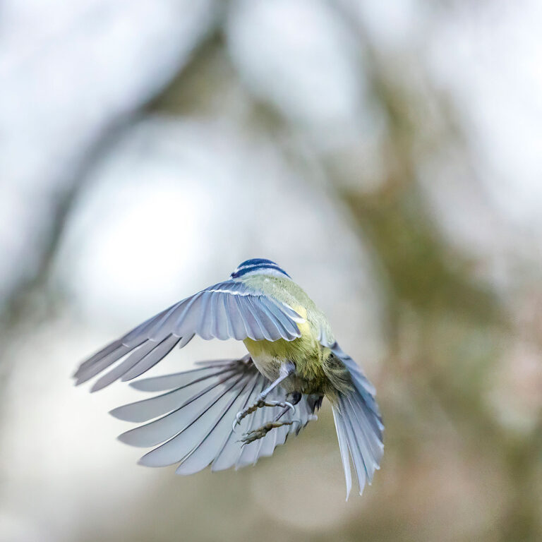 Eurasian Blue Tit, Townhill Loch, Fife, Scotland