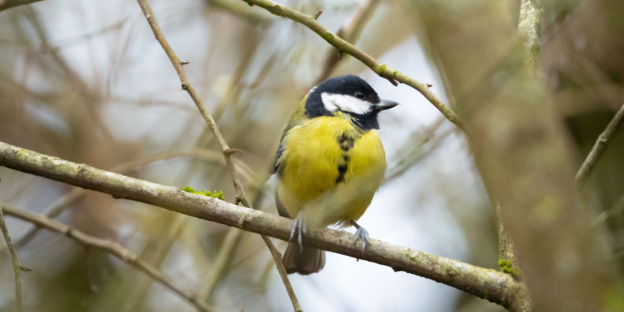 a photo of a great tit on a branch