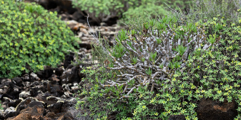 lanzarote vegetation