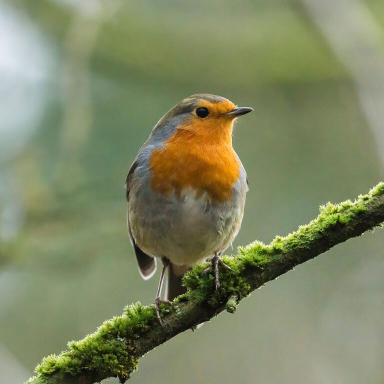 European Robin, Townhill Loch, Fife, Scotland