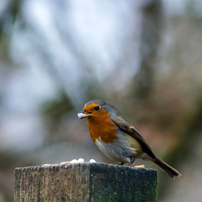 European Robin, Townhill Loch, Fife, Scotland