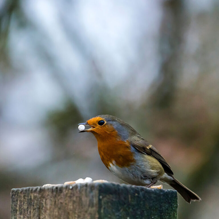 European Robin, Townhill Loch, Fife, Scotland