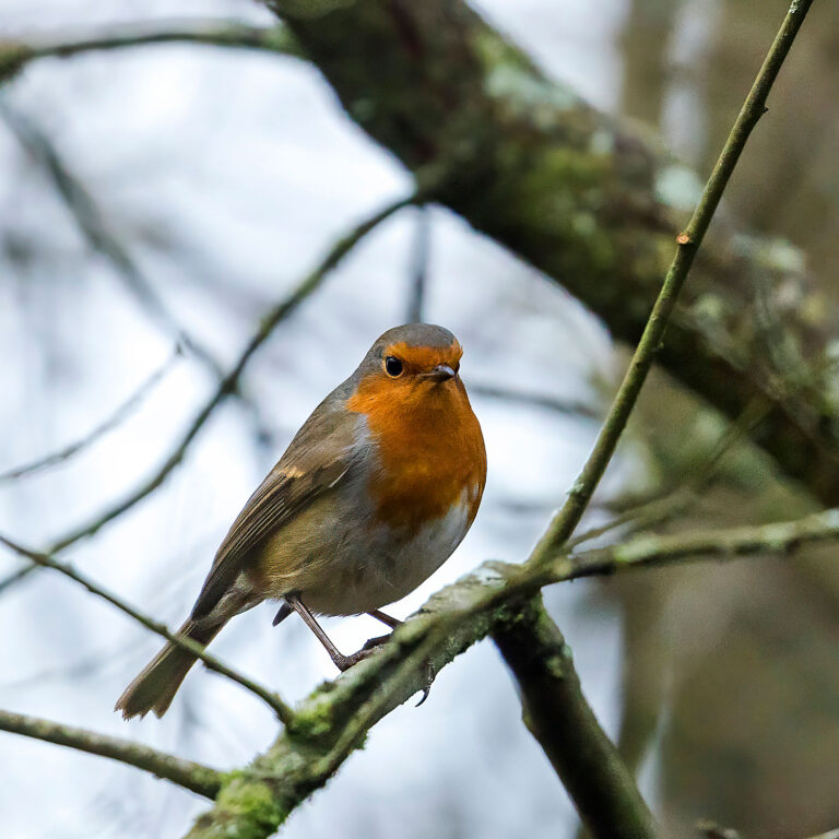 European Robin, Townhill Loch, Fife, Scotland