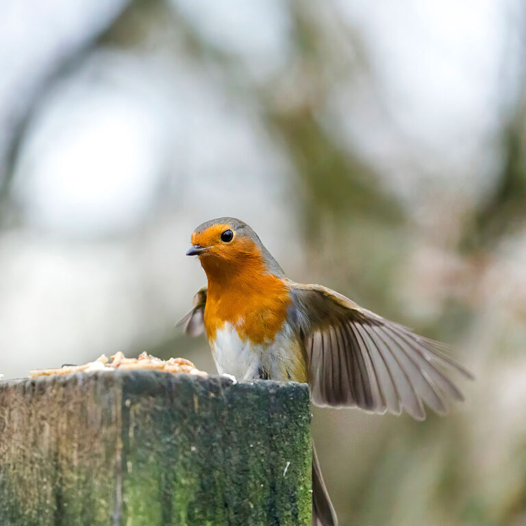 European Robin, Townhill Loch, Fife, Scotland