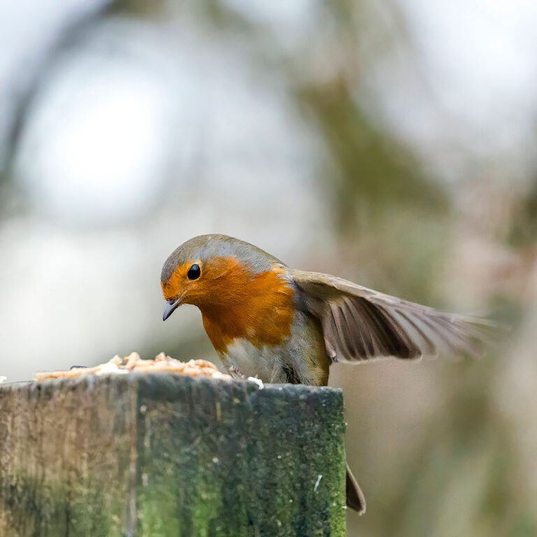 European Robin, Townhill Loch, Fife, Scotland