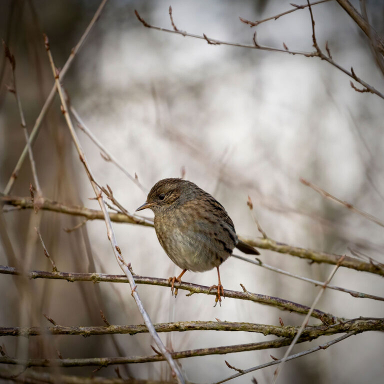 Dunnock sitting in tree in Scotland