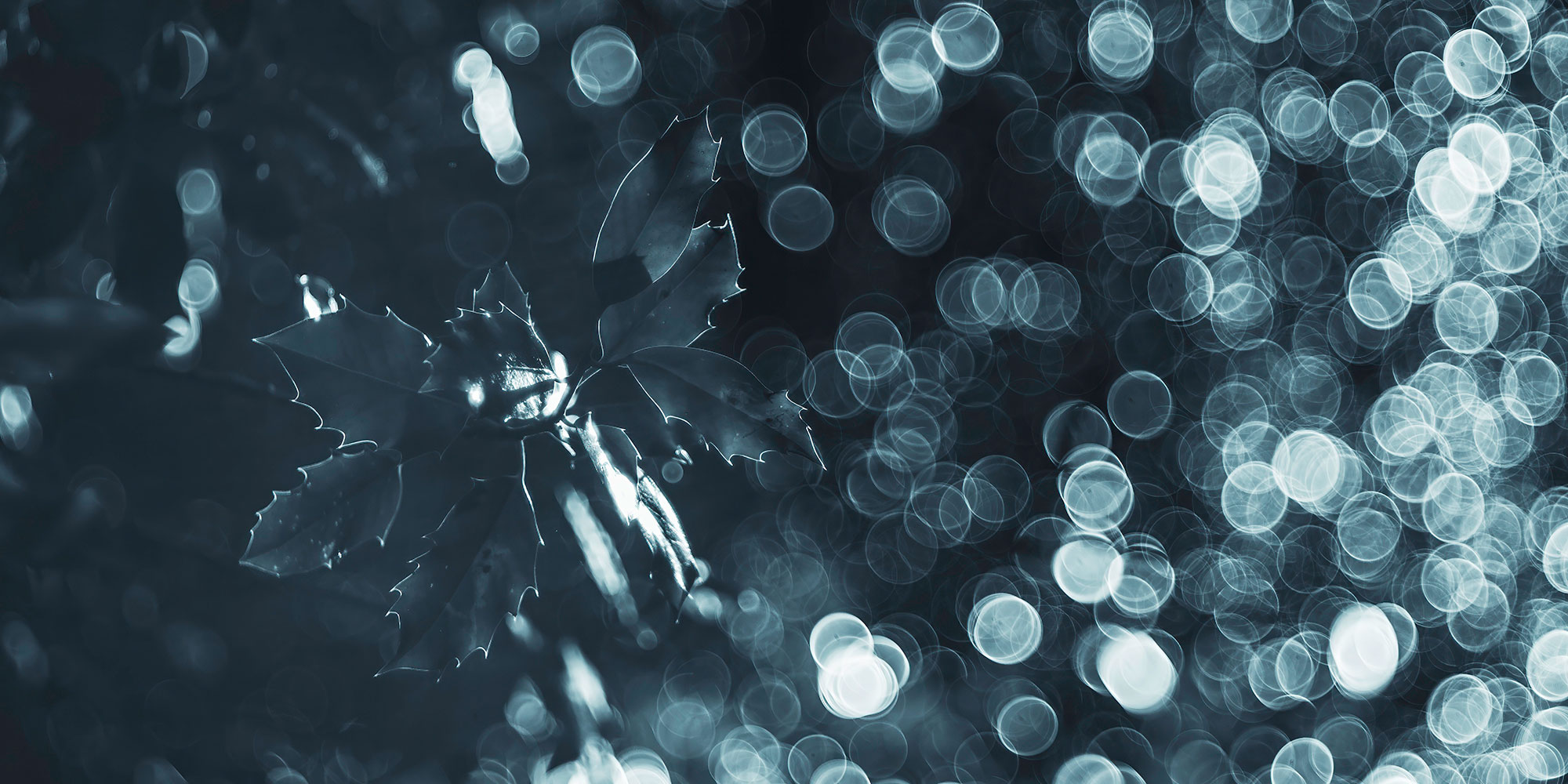 Bubble Bokeh with TT Artisan Sample Image