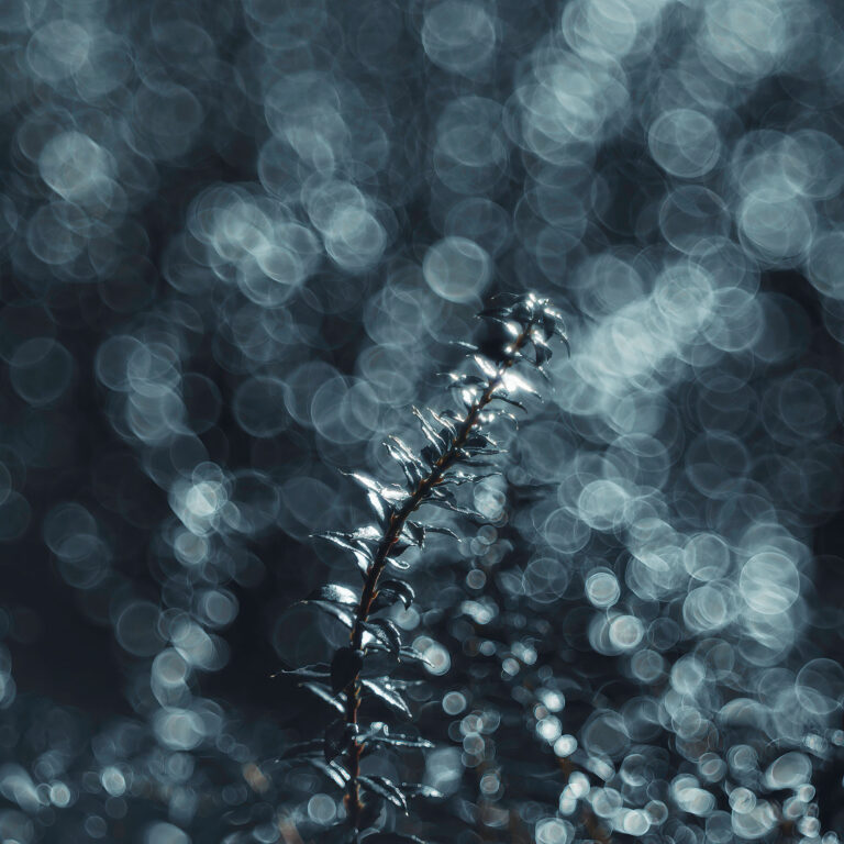 Bubble Bokeh with TT Artisan Sample Image