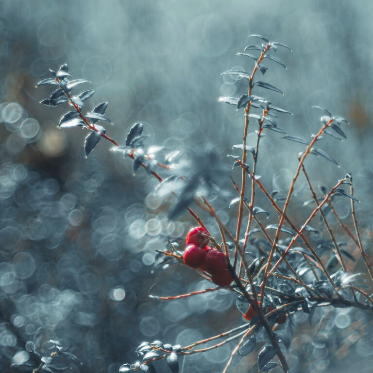 Bubble Bokeh with TT Artisan Sample Image
