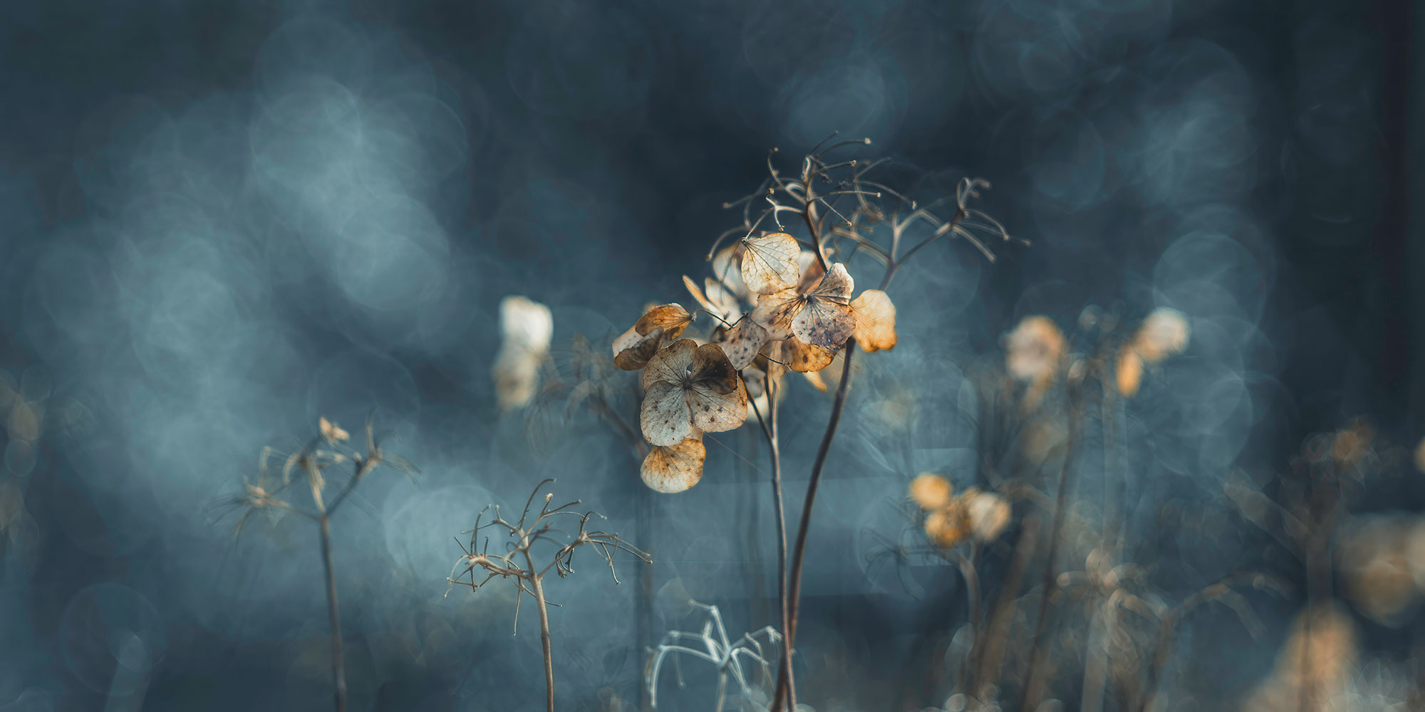 Bubble Bokeh with TT Artisan Sample Image