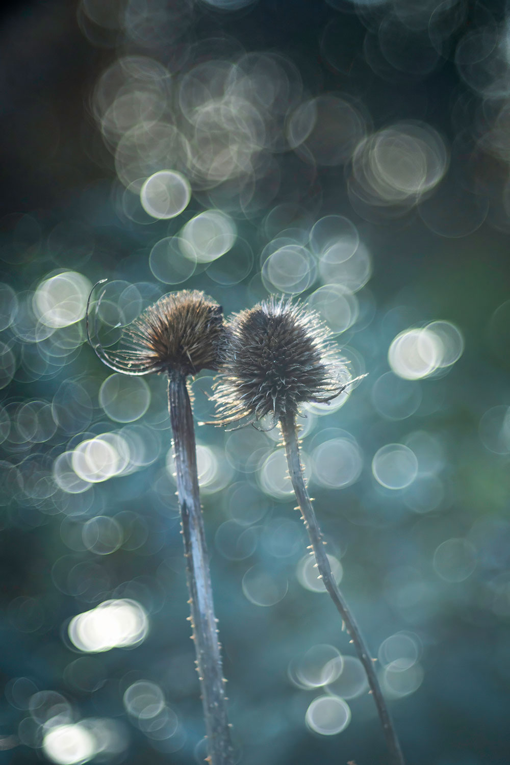 Thistles in Winter