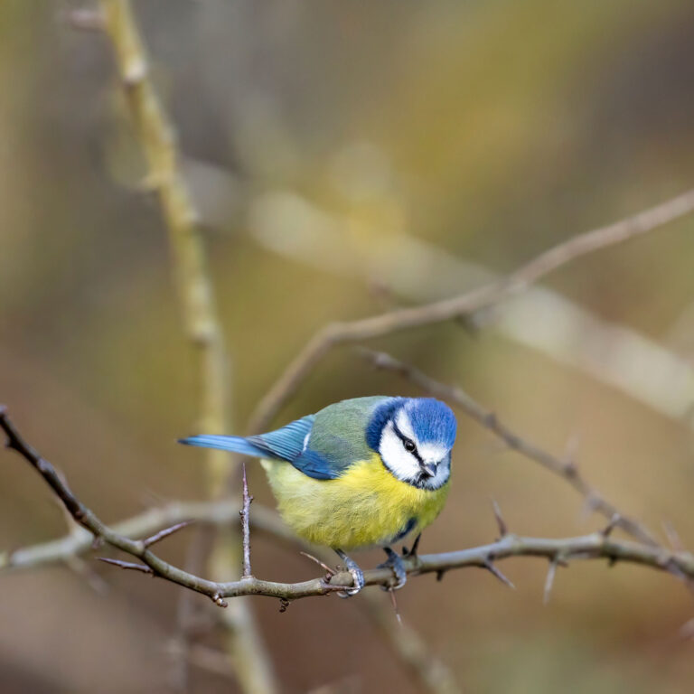 Blue tit sitting on branch