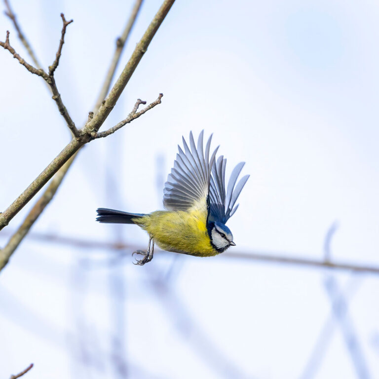Bluetit flying