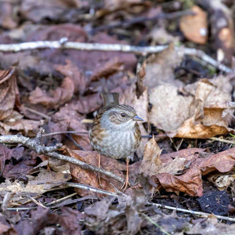 Dunnock sitting on the ground in Scotland