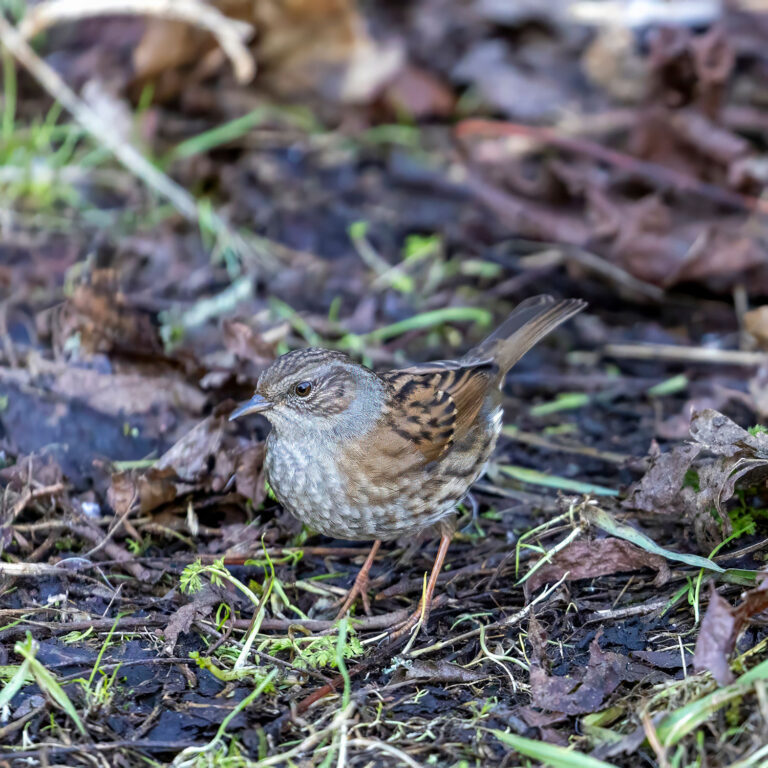 Dunnock sitting on the ground in Scotland