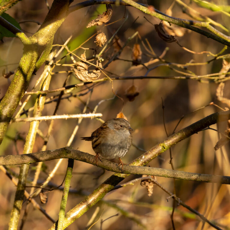 Dunnock sitting in a tree in Scotland