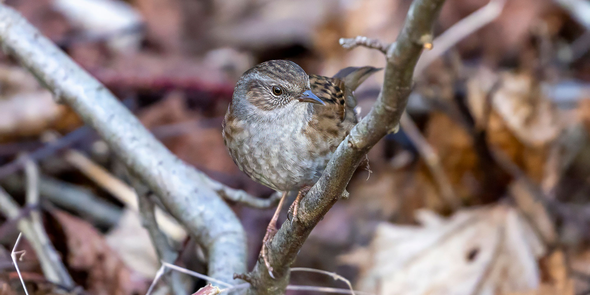 Dunnock in Central Scotland