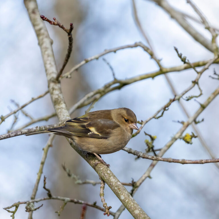 Eurasian Chaffinch female
