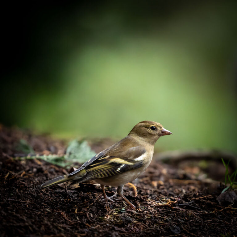 Eurasian Chaffinch female
