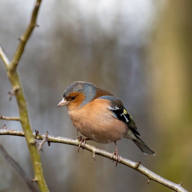 eurasian chaffinch male