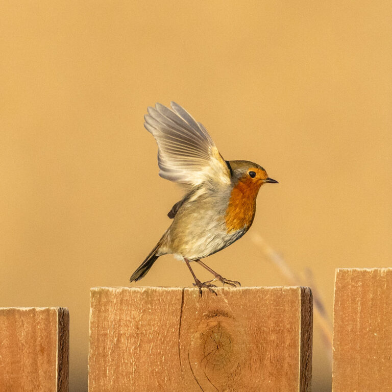 Robin wings