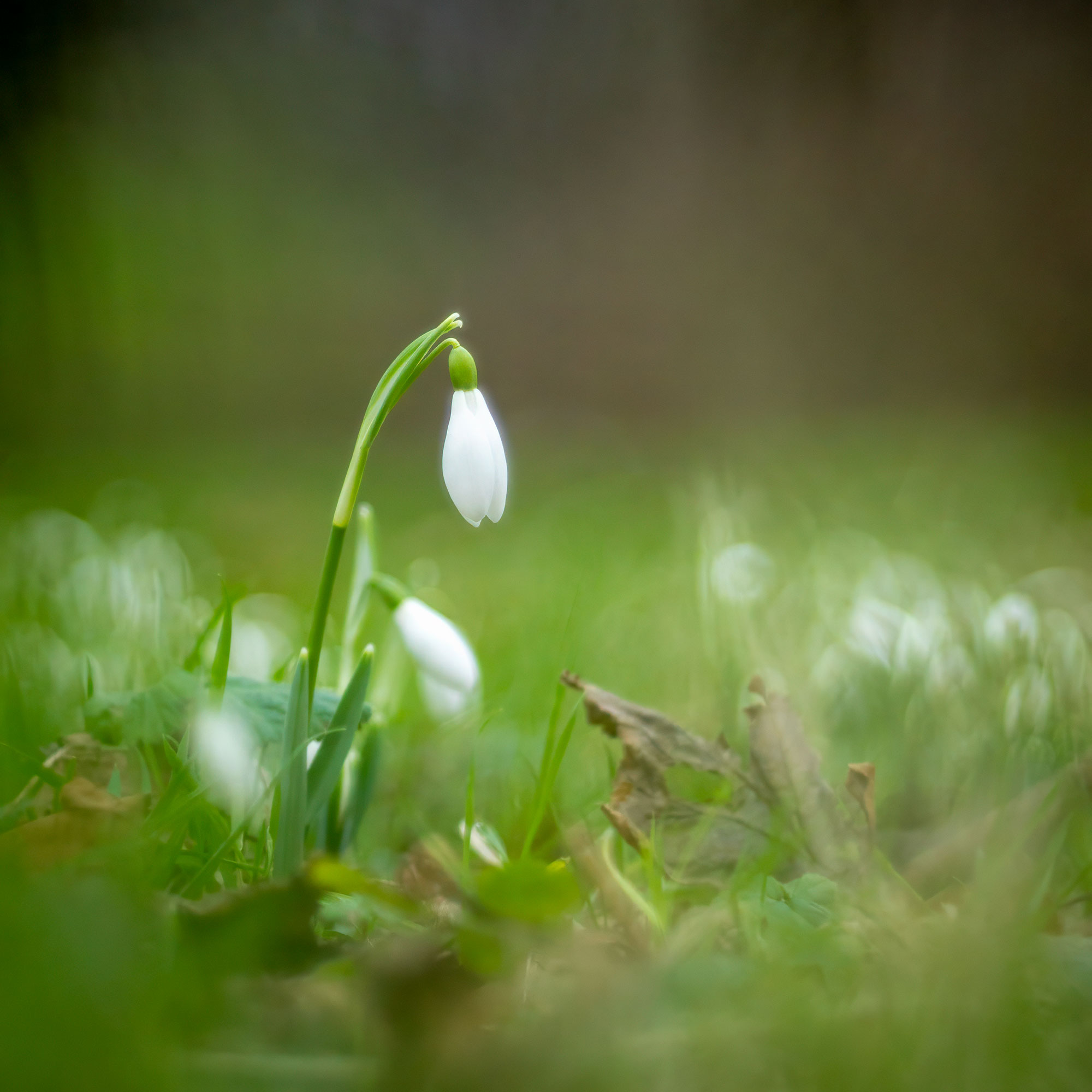TT Artisan 100 mm F2.8 Sample Photograph Flower