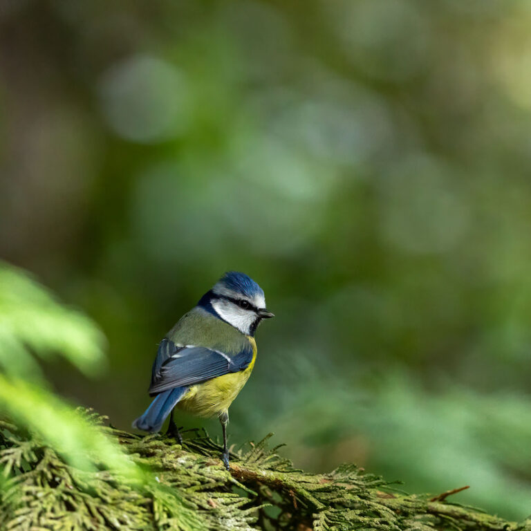 blue tit sitting in tree