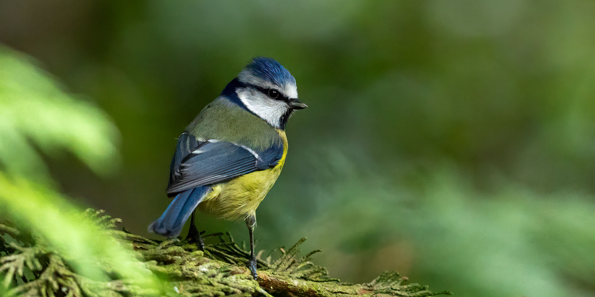Blue Tit