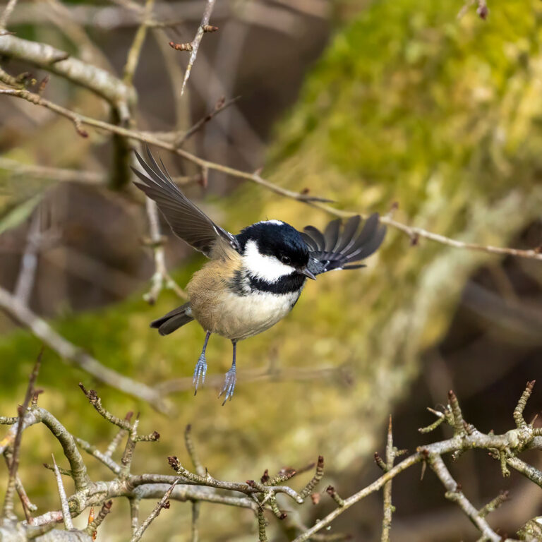 coal tit flying Scotland