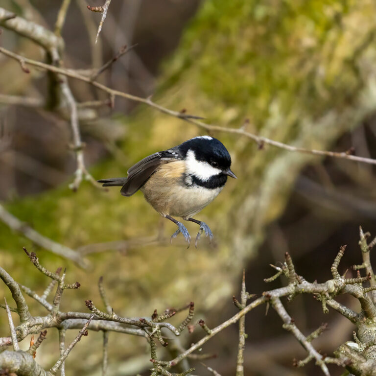 coal tit jumping from branch to branch Scotland