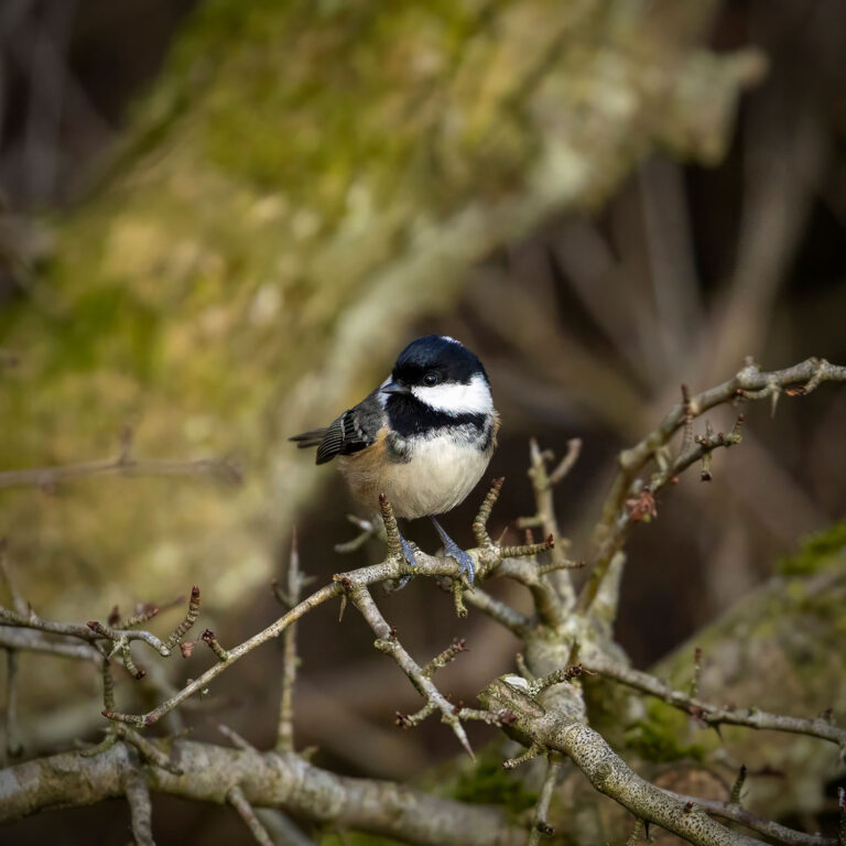 coal tit on branch