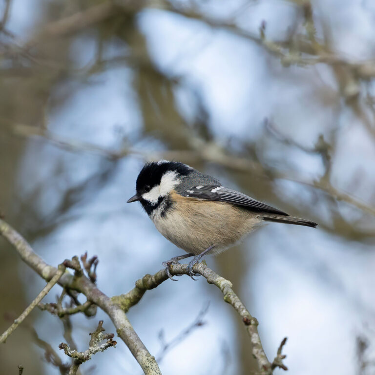 coal tit sitting on branch