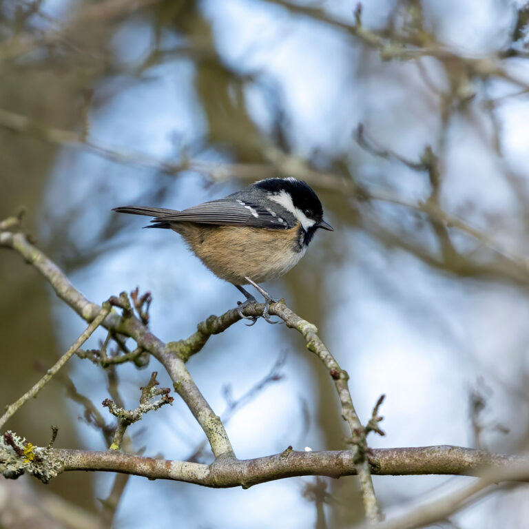 coal tit sitting on tree