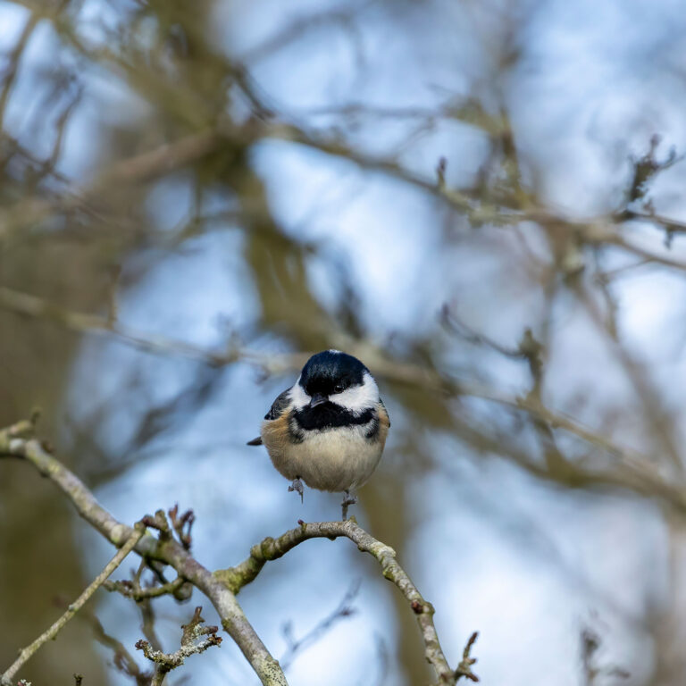 coal tit standing on one leg