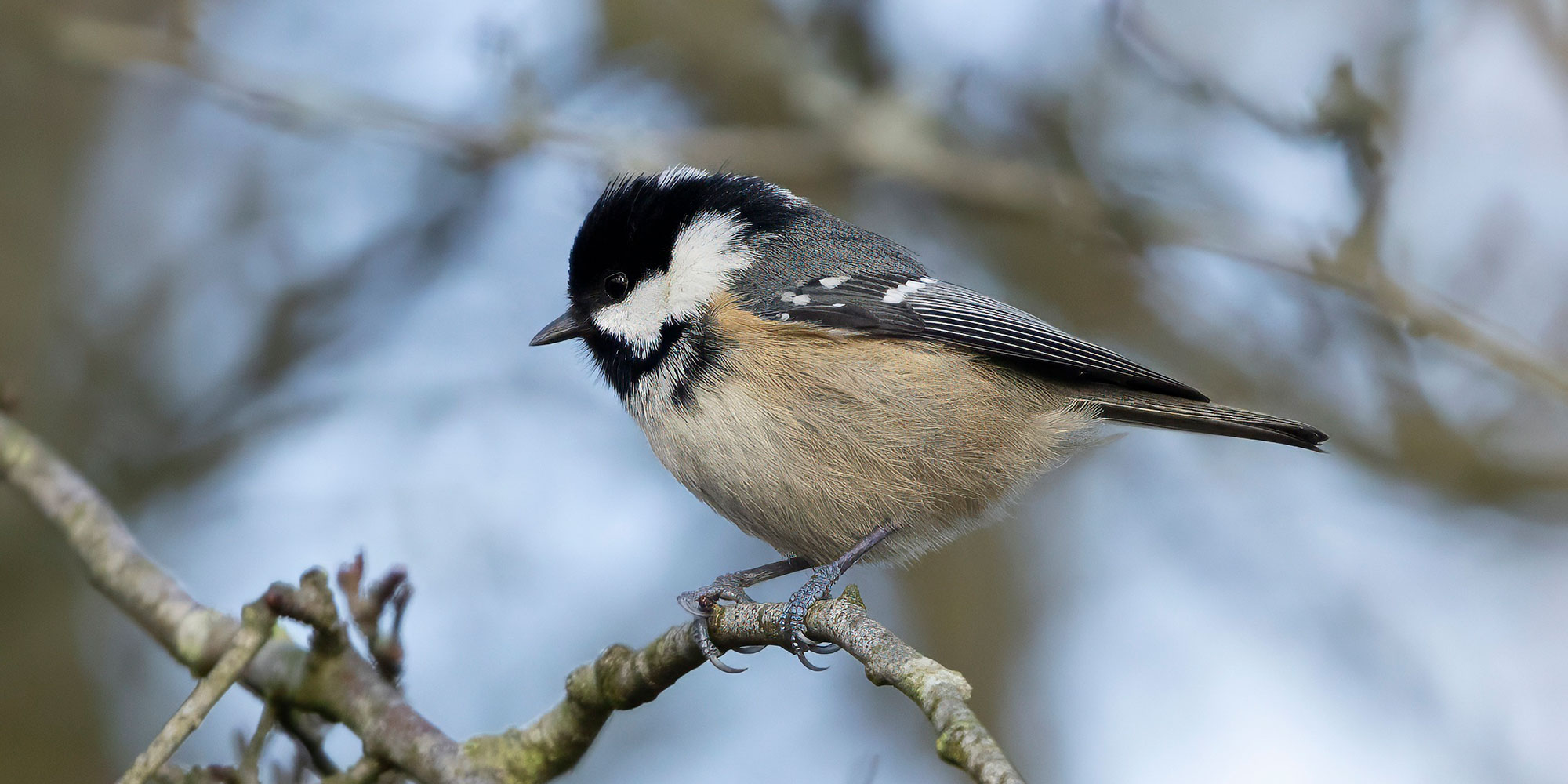 Coal Tit in Scotland