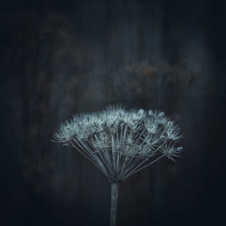 winter dried flower TT Artisan 100 mm F2.8