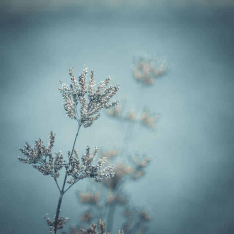 winter dried flower TT Artisan 100 mm F2.8