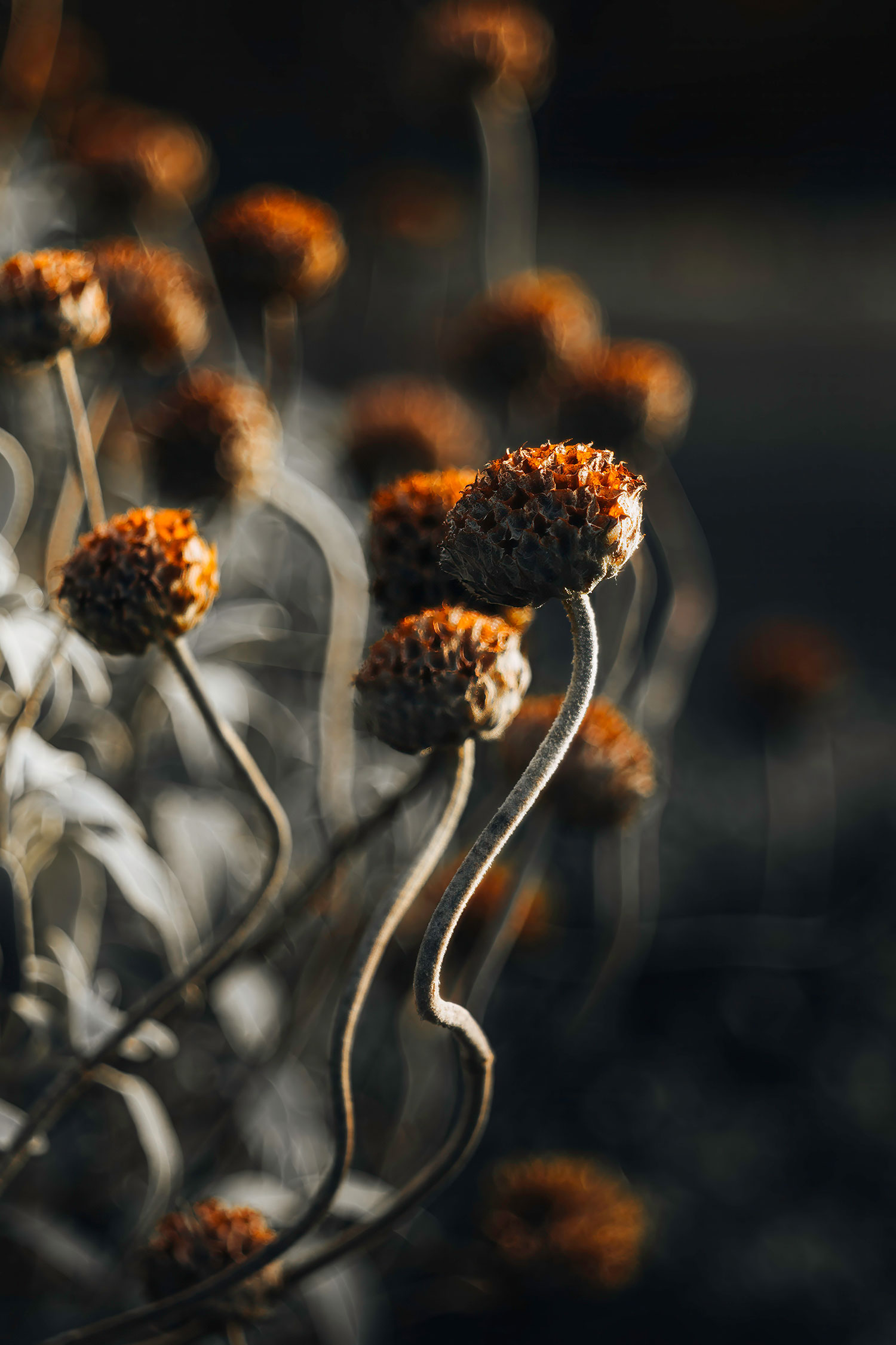 dried winter flowers