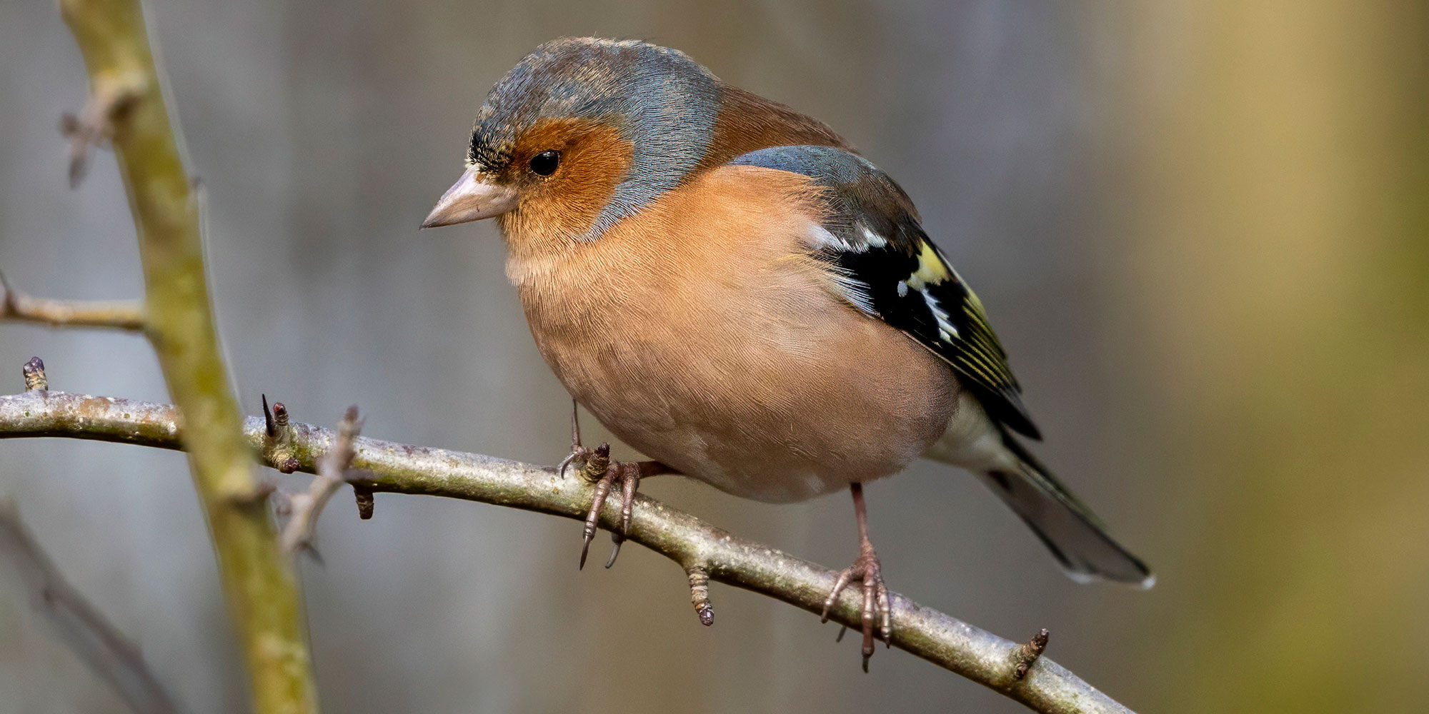 eurasian chaffinch Scotland