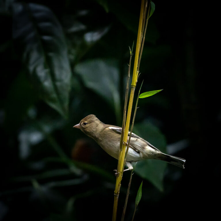 Eurasian Chaffinch female