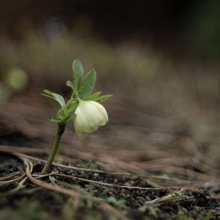 spring flower TT Artisan 100 mm F2.8