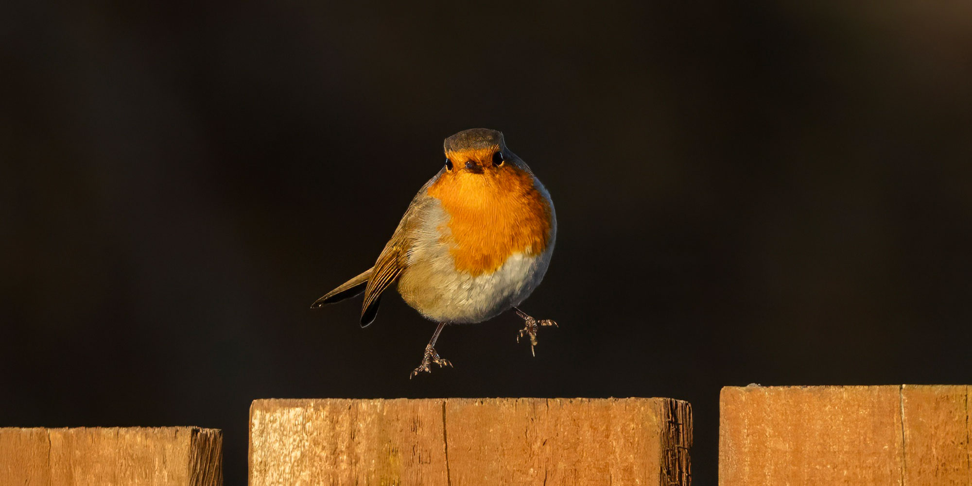 Jumping Robin