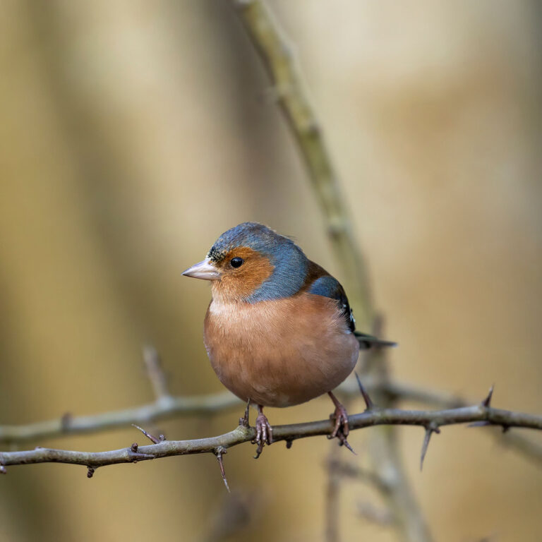 eurasian chaffinch male
