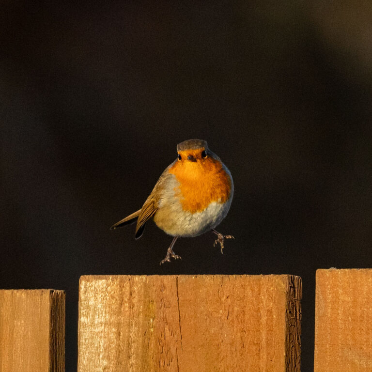 robin jumping