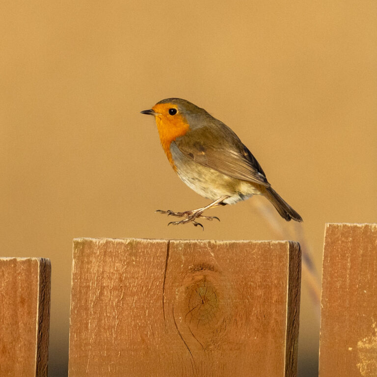 robin jumping on fence